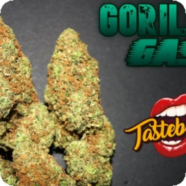 Gorilla Gas Auto Feminised